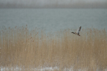 Eurasian Wigeon ducks (Mareca penelope) taking off from reeds on snowy ground.