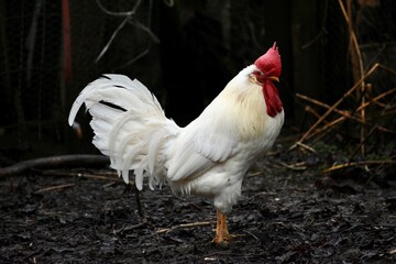 white rooster with red comb outdoors
