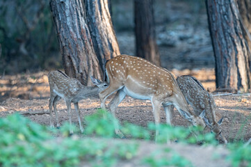 Baby fallow deer drinking water with its mother in the forest. (Fallow Deer, Dama dama)