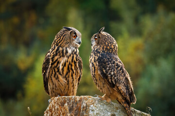 Owl couple face to face. Pair of Eurasian eagle owls, Bubo bubu, perched on stone. Colorful autumn...
