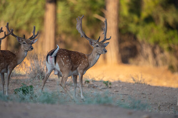 Male fallow deer travelling in the forest. (Fallow Deer, Dama dama)