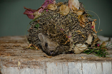 Hedgehog camouflaged with flower petals on a tree stump. (Southern White-breasted Hedgehog, Erinaceus concolor)