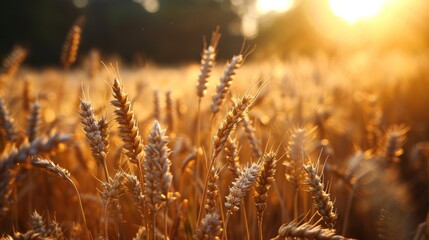  a close up of a field of wheat with the sun shining through the trees in the background and the grass in the foreground.