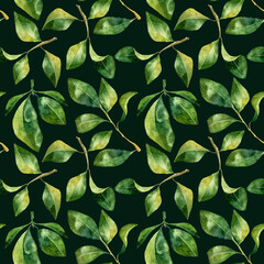 Green leaves watercolor seamless pattern. Botanical painting illustration isolated on black background. Summer Hand drawn illustration. Herbs for cosmetics, package, textile, cards, decoration
