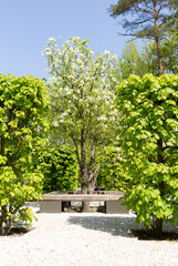 Fototapeta na wymiar Pyrus communis or common pear tree. The tree is entirely in the garden, surrounded by a lime hedge and a wooden bench. Spring view.
