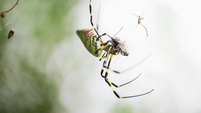 spider on net