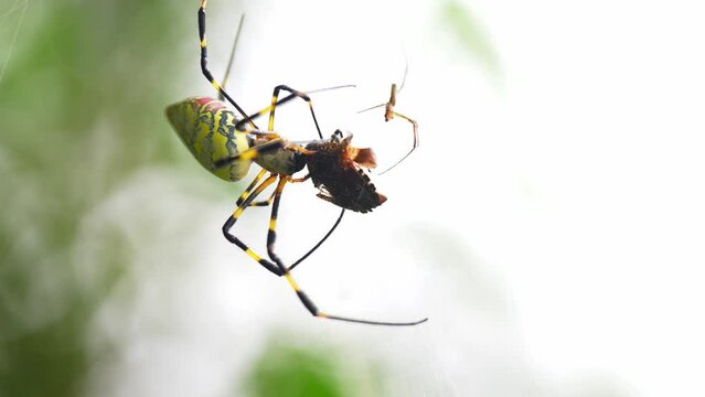 spider on net