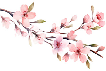 Pink blossom of sakura or cherry tree