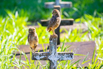 Burrowing owl (Athene cunicularia) perched on the cemetery cross