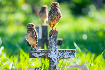 Burrowing owl (Athene cunicularia) perched on the cemetery cross