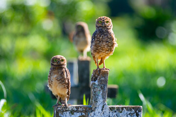Burrowing owl (Athene cunicularia) perched on the cemetery cross
