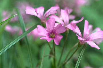 Fototapeta premium Close-up, macro-fotografía de pequeñas flores de rosas y moradas de