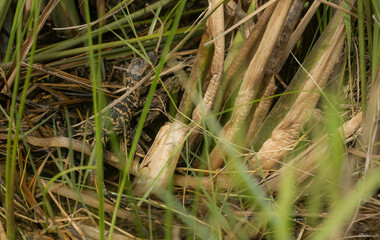 Naklejka na ściany i meble Small Aligator Perches In Thick Marsh Plants