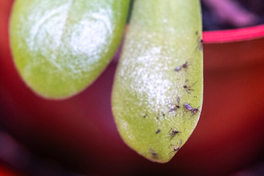 Fungus gnat caught on pinguicula leaf in houseplant pot