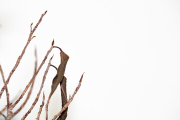 Slim tree branches with two dead leaves against white background with negative space