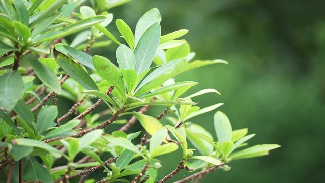 green plant in park