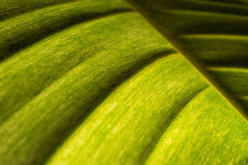 Backlit green leaf of a philodendron florida ghost plant