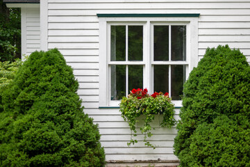 Double hung windows with a black wood frame, multiple panes of glass, in a white wooden cottage. The wall has a narrow clapboard siding. Two green bushes and a flower box with red flowers are in front