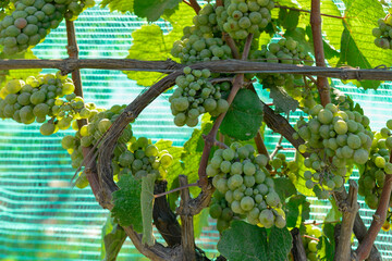 A cluster of vibrant green grapes hanging on a thick vine. The bunch of green domestic grapes is...