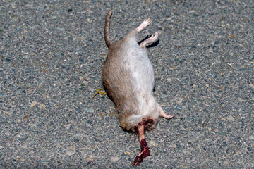 The carcass of a brown and grey colored headless ray lying on the pavement. The spinal cord of the wild animal is hanging out of the corpse with blood on the ground. The tail is long and thin.