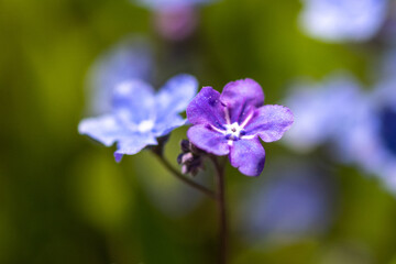 Macro of Omphalodes verna a small purple creeping navelwort flower growing in a lush green garden. The perennial is an ornamental flower having wheel-shaped petals, thin stems, and a white center.