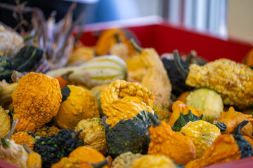 A round wicker basket of brightly colored gourds. The vegetables are orange, yellow, and green in color. The flesh on the decorative squash is speckled, hard, and lumpy with bumps on the outer skin. 