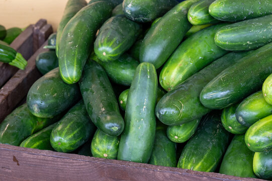 A stack of fresh vibrant green manny cucumbers. The vegetables have thin skin with a sour flavor. A harvest of the cultivated organic English cucumber or cukes is for sale at a farmer's market.  