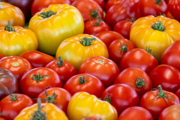 A display of various fresh tomatoes harvested for sale at a grocery. The produce is vibrant yellow, red, and orange color with a firm and shiny skin. The ripe crops are of various sizes and shapes.