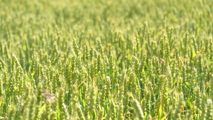 Green wheat ears waved by light wind in large agricultural field closeup. Wheat with green ears ripen in farmland field on summer day. Wheat plants crop cultivated in boundless farm field