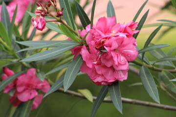 pink flower.nature with flowers.wallpaper or background with fowers