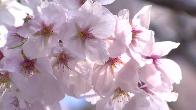 경남 하동군 분홍빛 십리벚꽃길의 아름다운 벚꽃잎이 떨어지는 모습