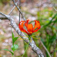 Faux Gloriosa Lilly