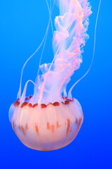 Jellyfish in aquarium on blue background