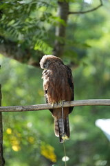 An eagle perched on a branch