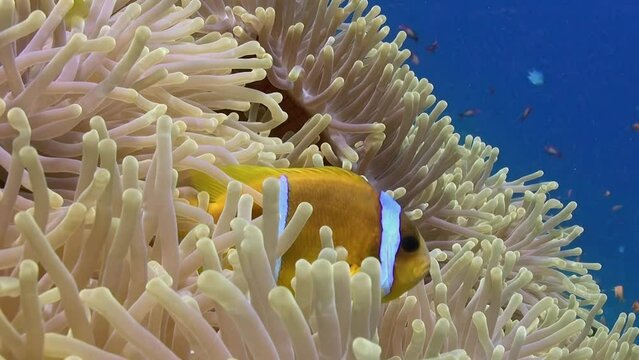 Sea anemone and clownfish display impressive alliance in underwater ocean. Relationship is mutually beneficial, as anemone protection for clown fish with its stinging tentacles.