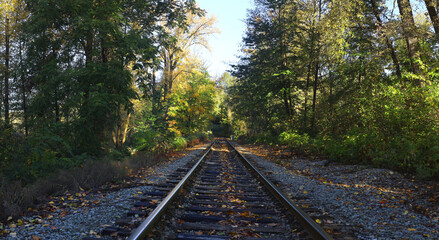 Fototapeta premium Perspective of railway tracks between trees