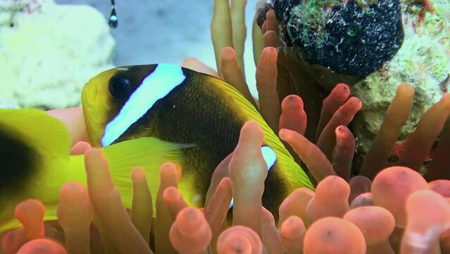 Close-up sea anemone and fish clownfish in underwater wild nature. Impressive friendship of clownfish and sea anemone is evident.