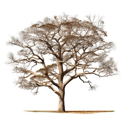 dry trees isolated, dead trees, dry tree, transparent background, African tree dry