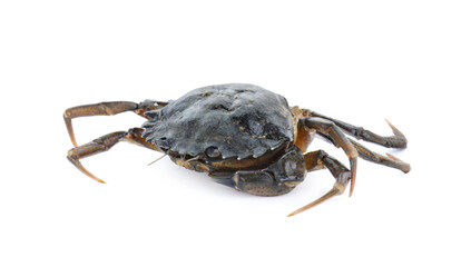 One fresh raw crab isolated on white