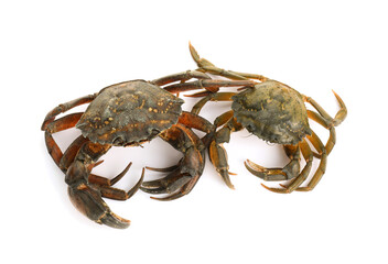 Two fresh raw crabs isolated on white, top view