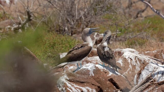Two beautiful Blue-footed boobies (Sula nebouxii) sit on a guano covered rock in the hot sun on North Seymour Island, near Santa Cruz in the Galapagos Islands.