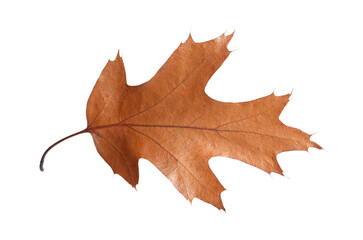 Autumn season. One dry brown leaf isolated on white