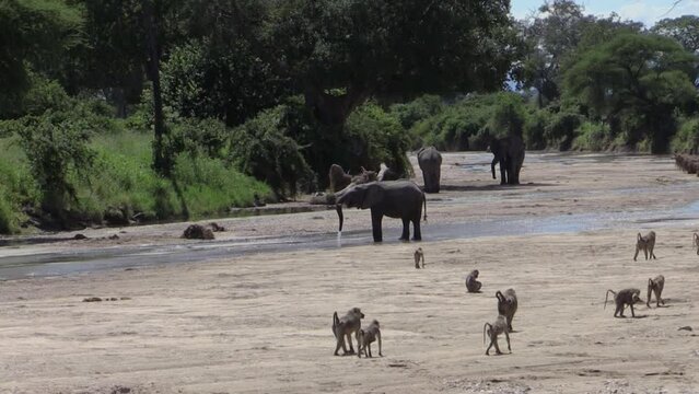 Three African elephants in a river bed drinking. A group of baboon crosses in foreground not daring to approach the elephants.