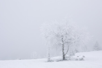 Fototapeta na wymiar Beautiful view of trees covered with snow on winter day. Space for text