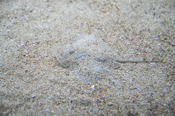 A stingray swims at the bottom of the sea. Stingray in the sand. Rajiformes in the water. 