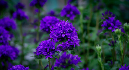 purple flowers in a field with blurred background on a sunny day