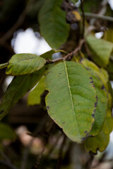 green sugar apple leaves of a plant