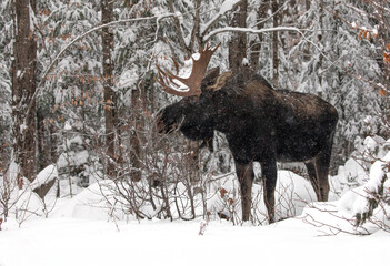 Bull Moose With Antlers In The Woods, Light Winter Snowfall.  Northern Ontario Canadian Wildlife...