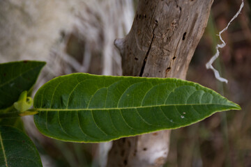 JACKFRUIT TREE LEAF THE TREE HAVE LARGEST FRUIT OF ALL TREE.