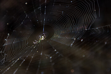 Spider web